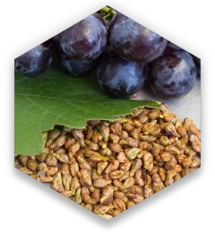 prostazen hex-grape-seeds